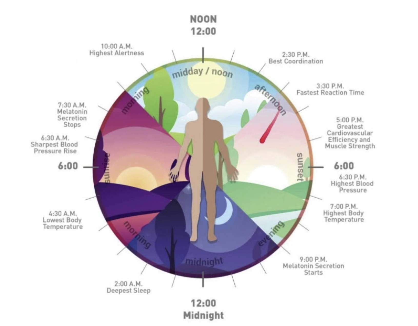Circadian Rhythm.png